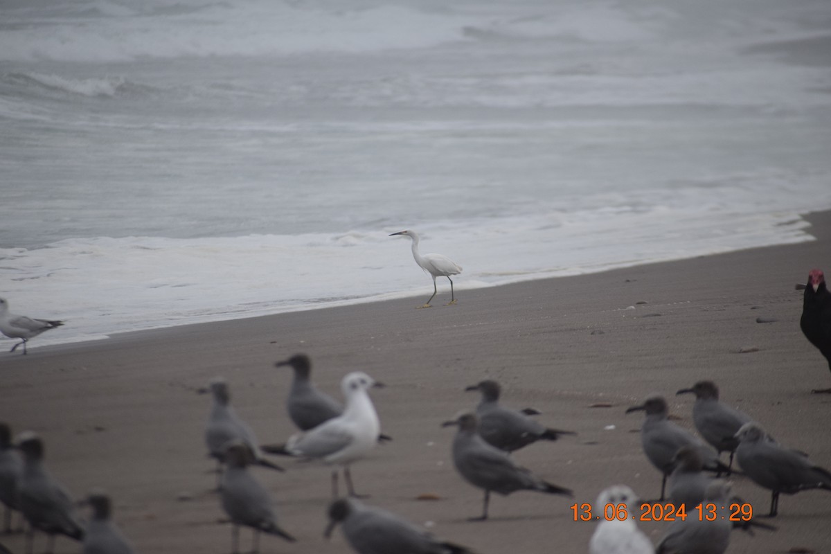 Snowy Egret - ML620745095