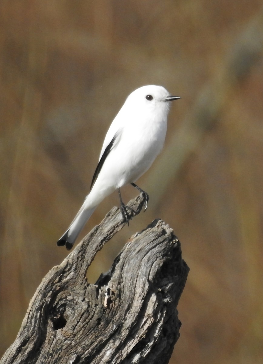 Monjita Blanca - ML620745097