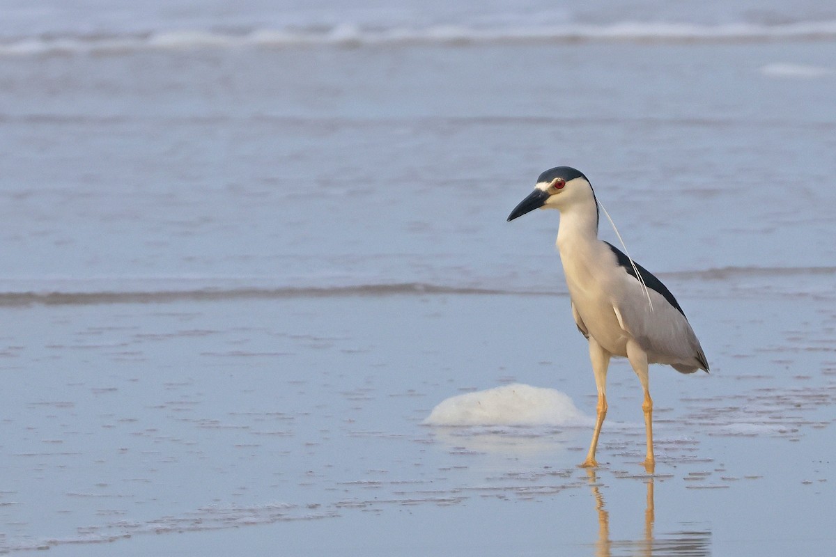 Black-crowned Night Heron - ML620745100