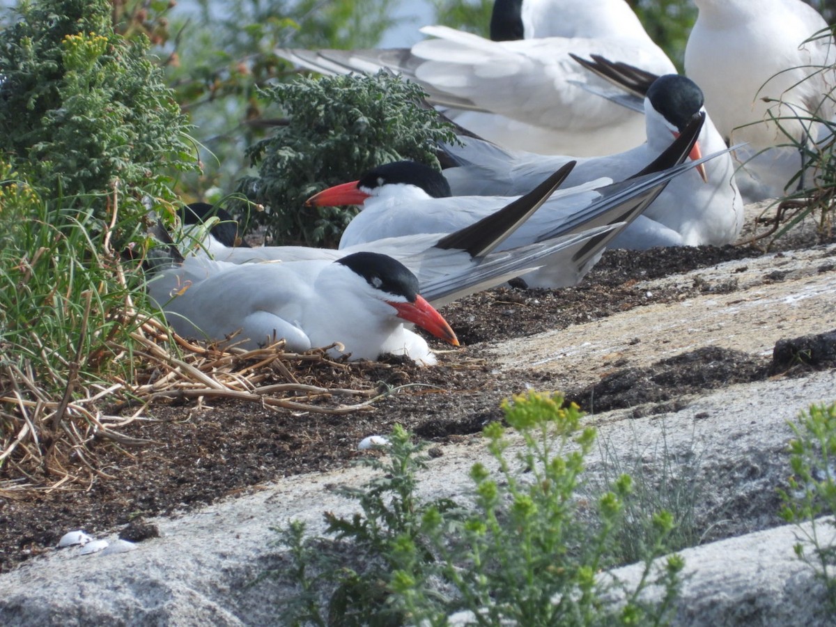 Caspian Tern - ML620745103