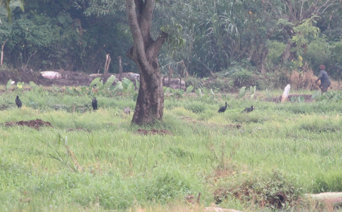 Лелека-молюскоїд африканський - ML620745106