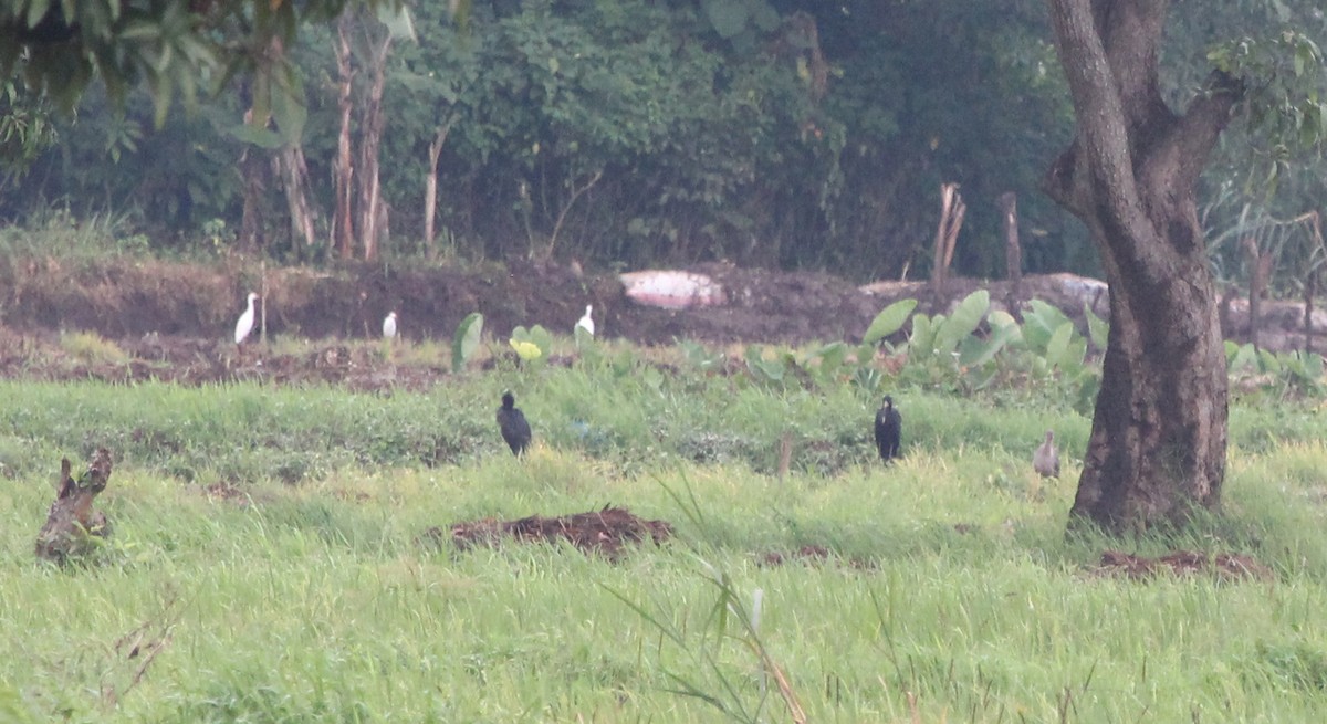 African Openbill - ML620745107