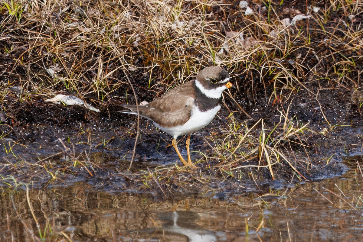 Semipalmated Plover - ML620745108