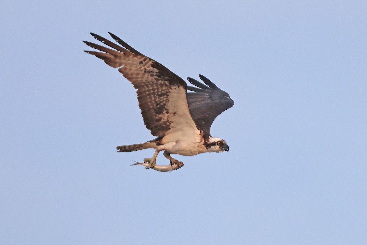 Águila Pescadora - ML620745110