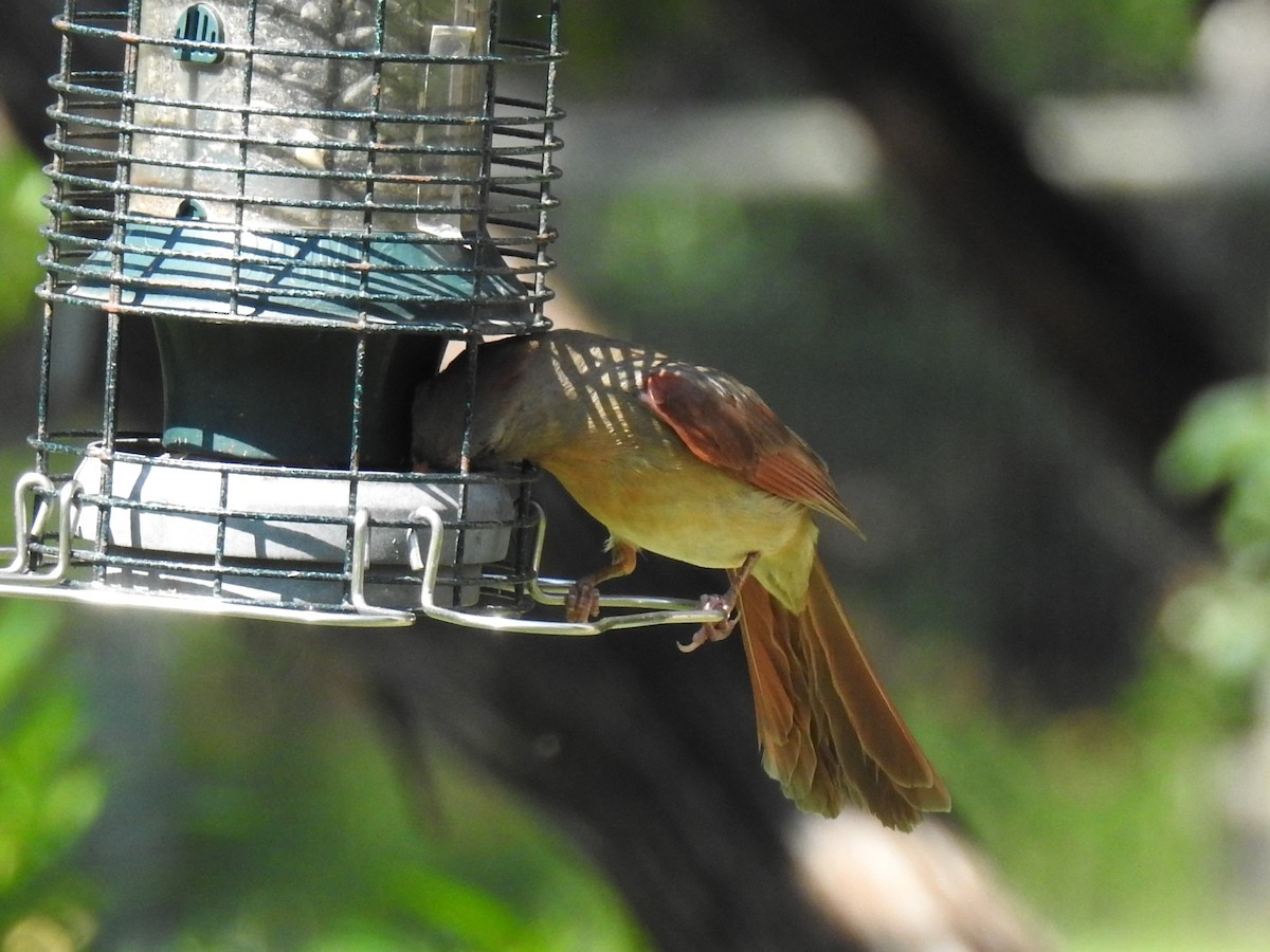 Northern Cardinal - ML620745111