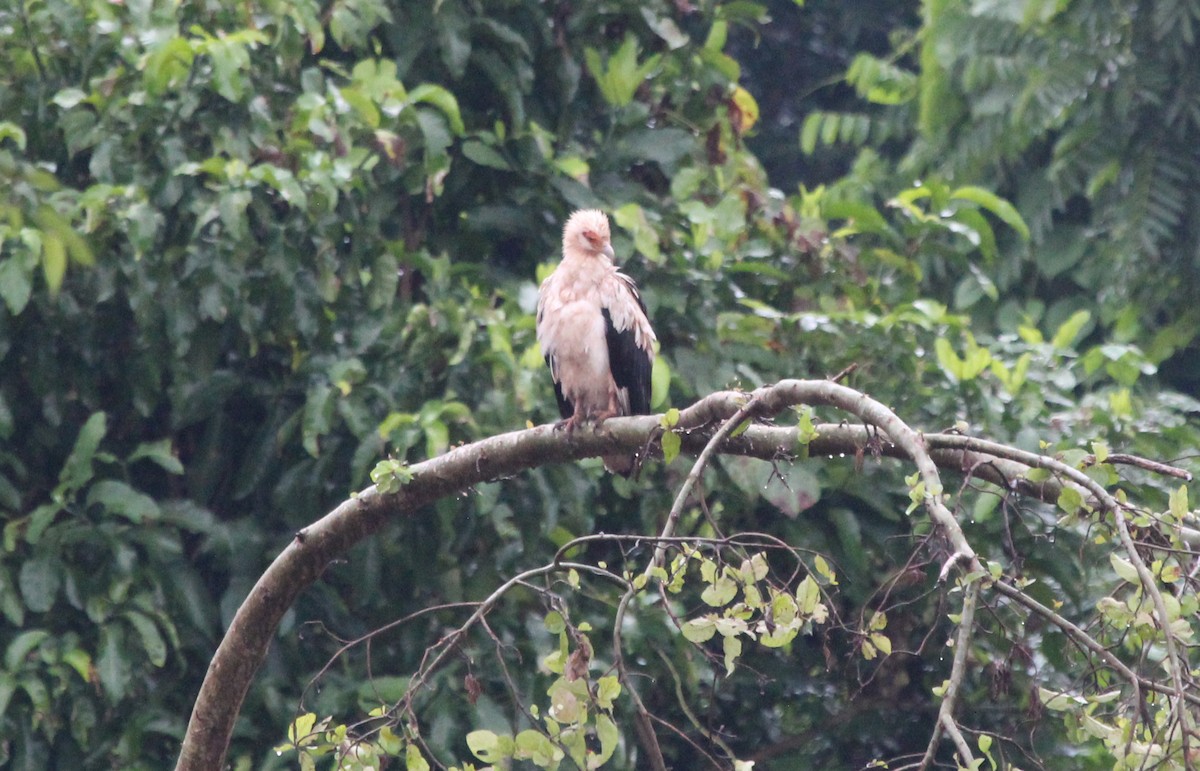 Palm-nut Vulture - ML620745117