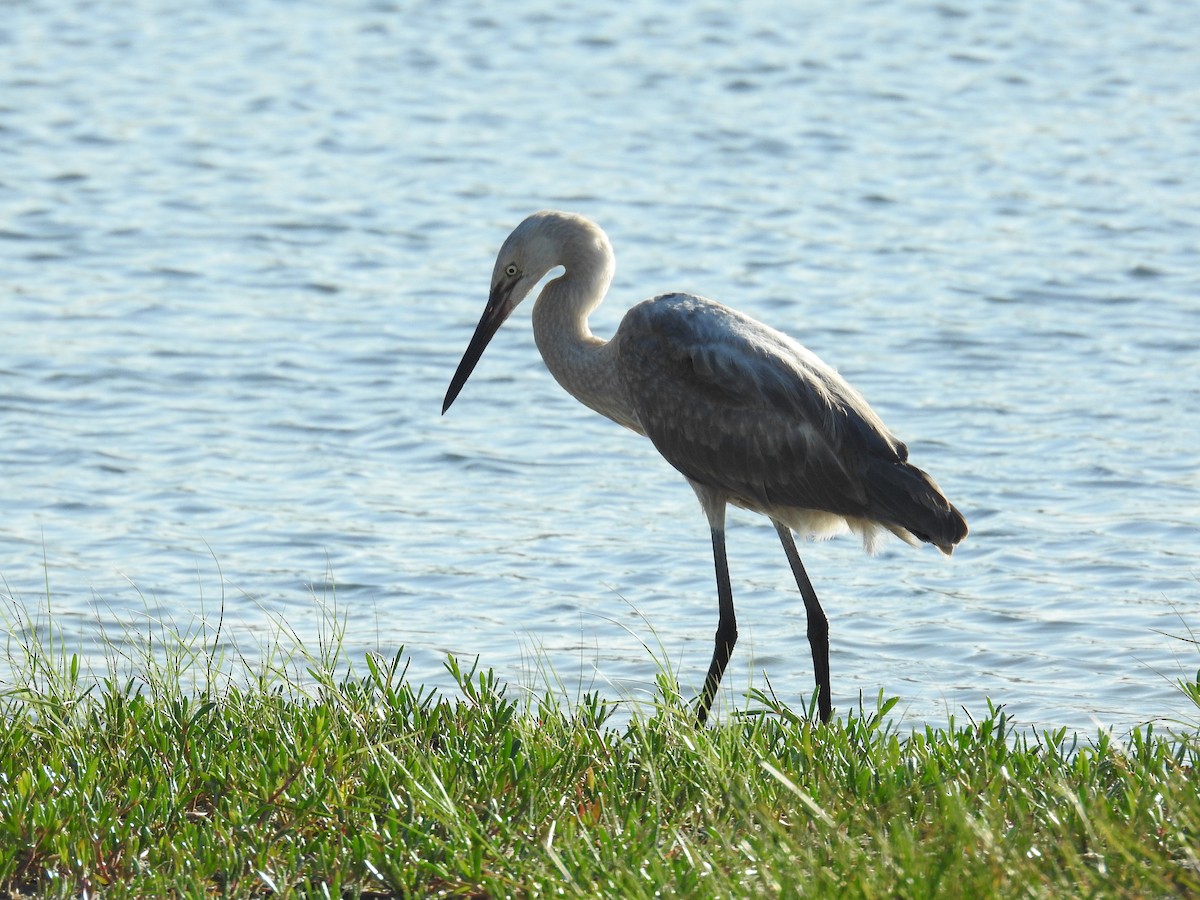 Reddish Egret - ML620745118