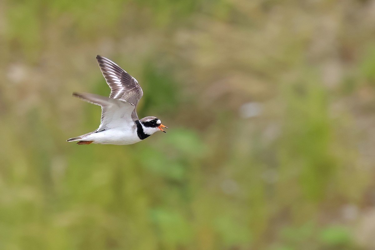 Common Ringed Plover - ML620745121