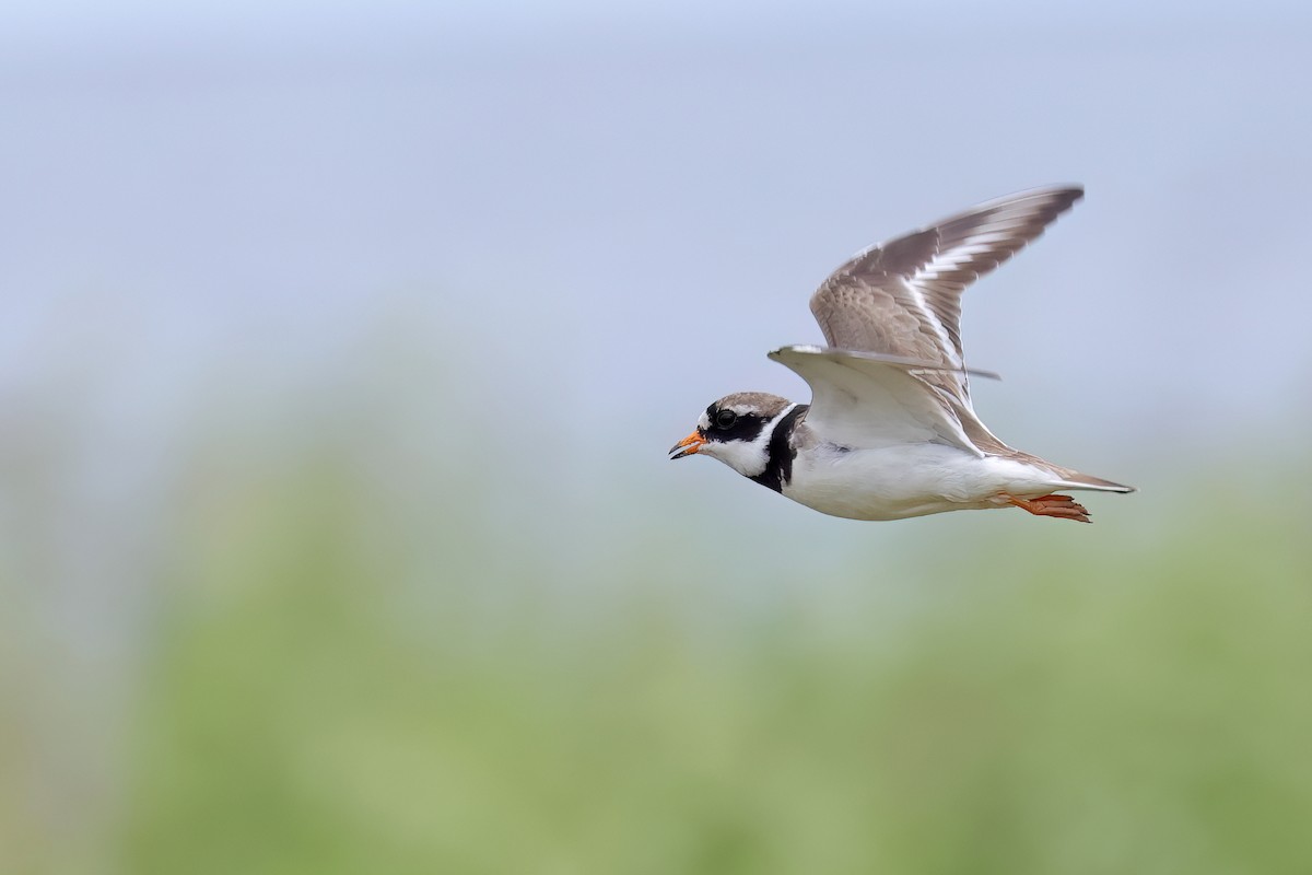 Common Ringed Plover - ML620745122