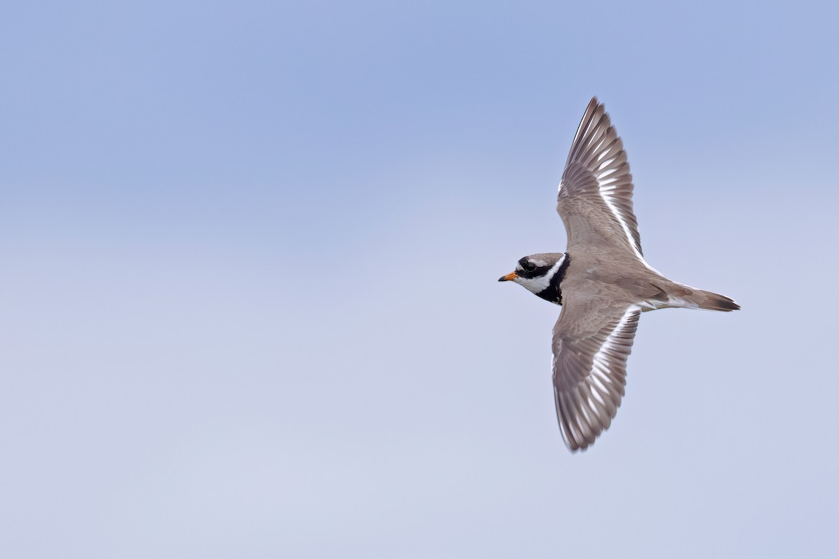 Common Ringed Plover - ML620745123