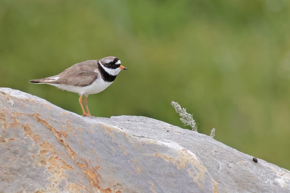 Common Ringed Plover - ML620745124