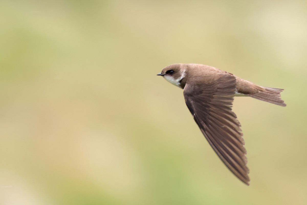 Bank Swallow - ML620745127