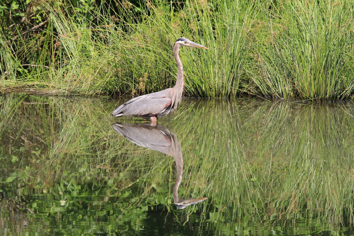 Great Blue Heron - ML620745129