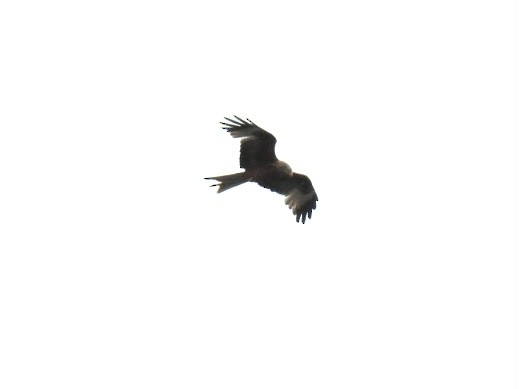 Red Kite - ML620745130