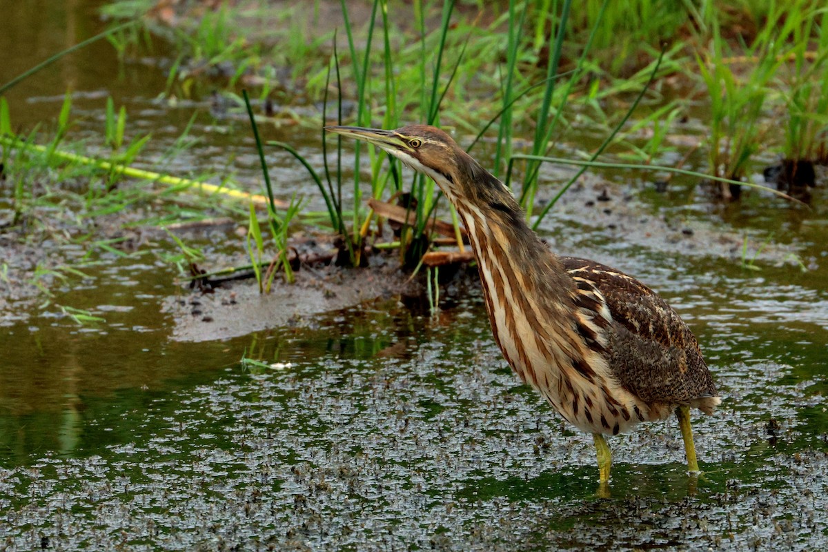 American Bittern - Maurice Raymond