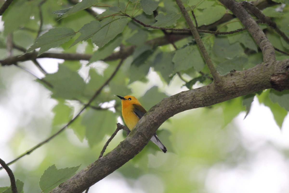 Prothonotary Warbler - ML620745151