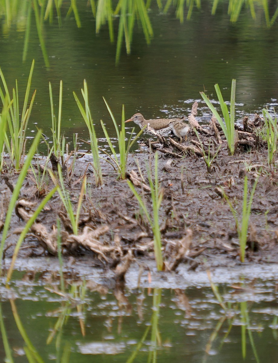 Spotted Sandpiper - ML620745153