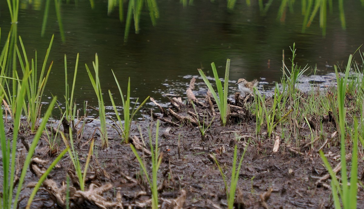 Spotted Sandpiper - ML620745154