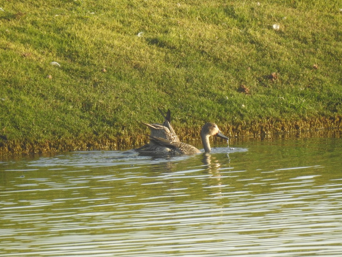 Northern Pintail - ML620745162