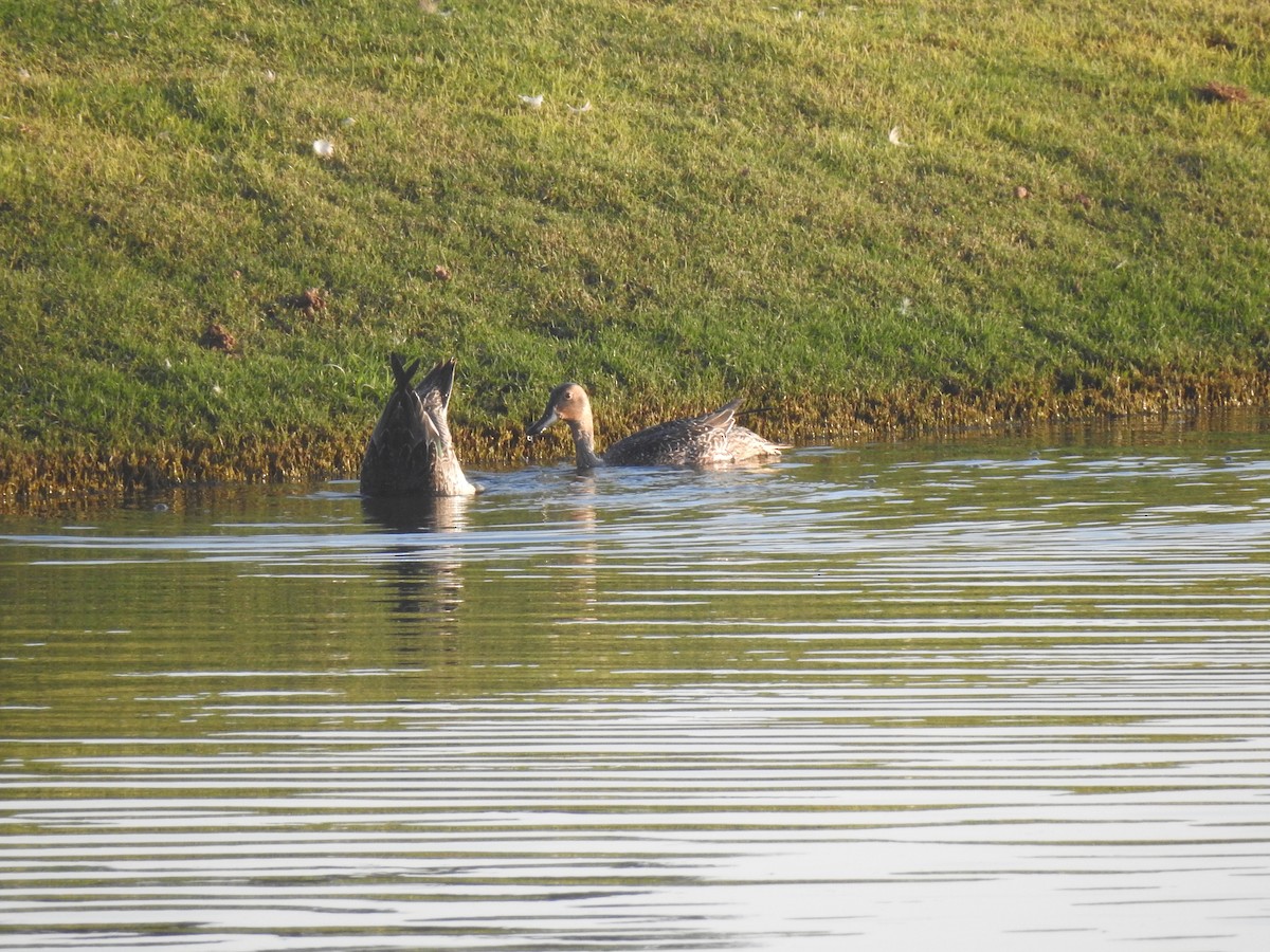 Northern Pintail - ML620745163