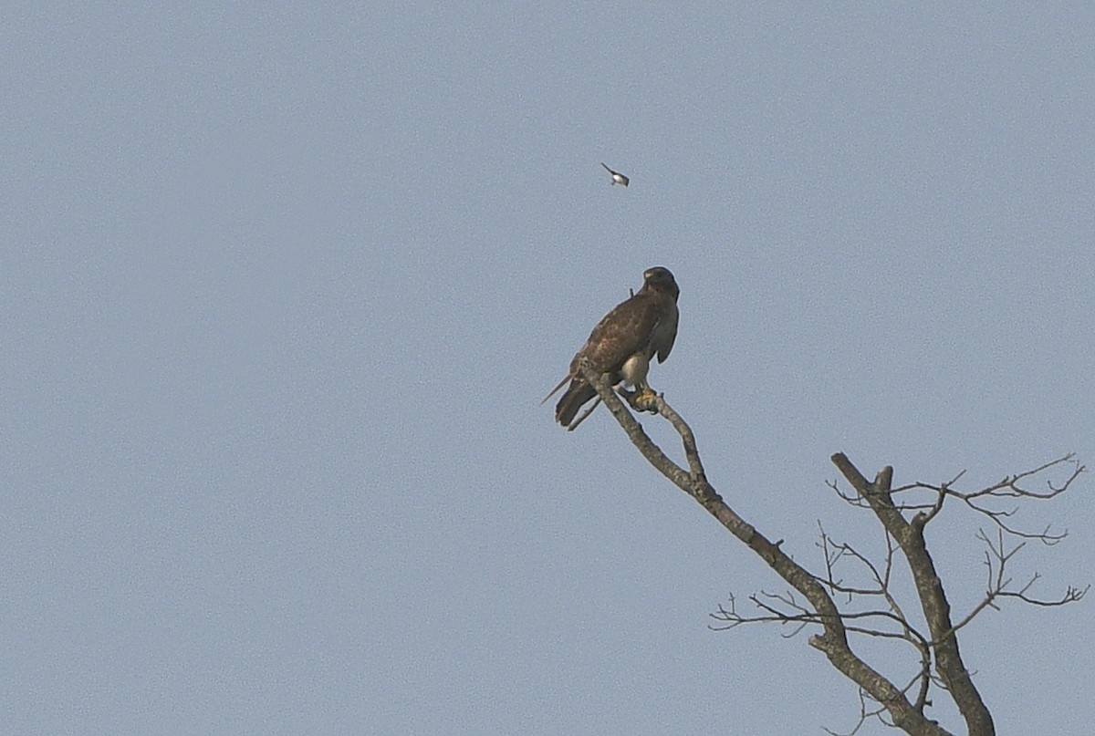 Red-tailed Hawk - ML620745164