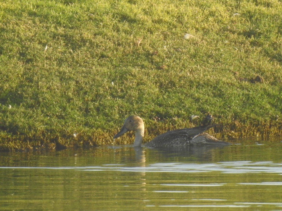 Northern Pintail - Eric Mozas Casamayor