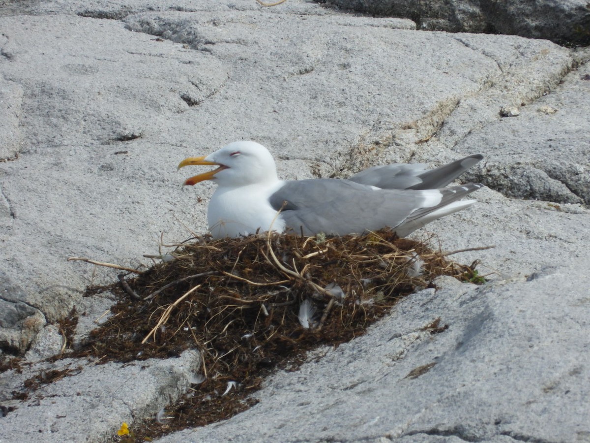 Glaucous-winged Gull - ML620745166