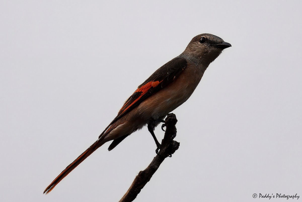 Rosy Minivet - ML620745167