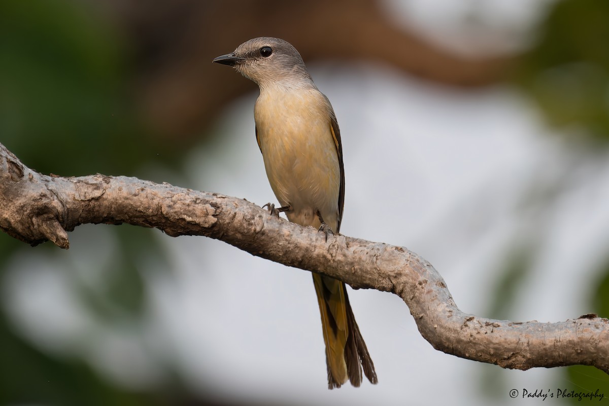 Rosy Minivet - ML620745168