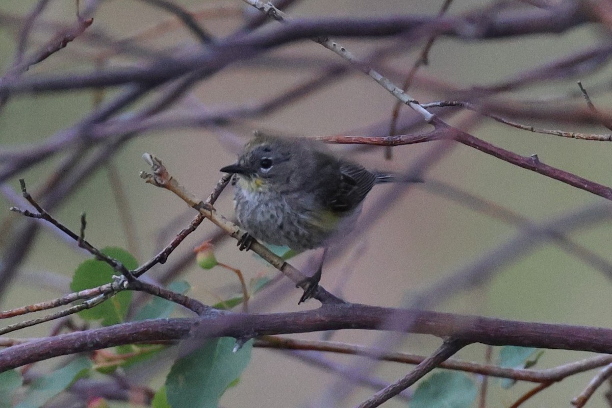 Yellow-rumped Warbler (Audubon's) - ML620745172