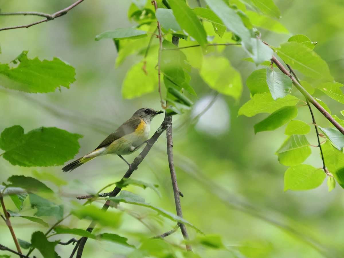 American Redstart - ML620745173