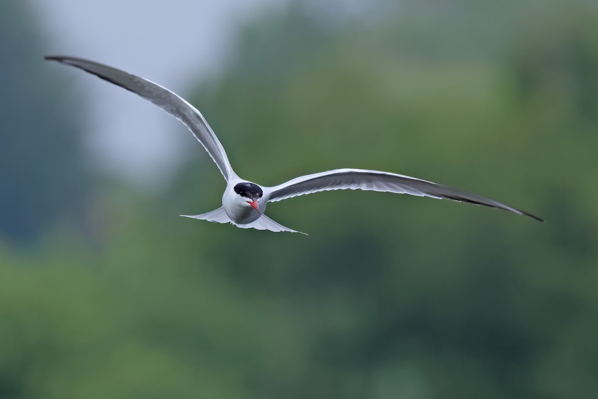 Common Tern (hirundo/tibetana) - ML620745175