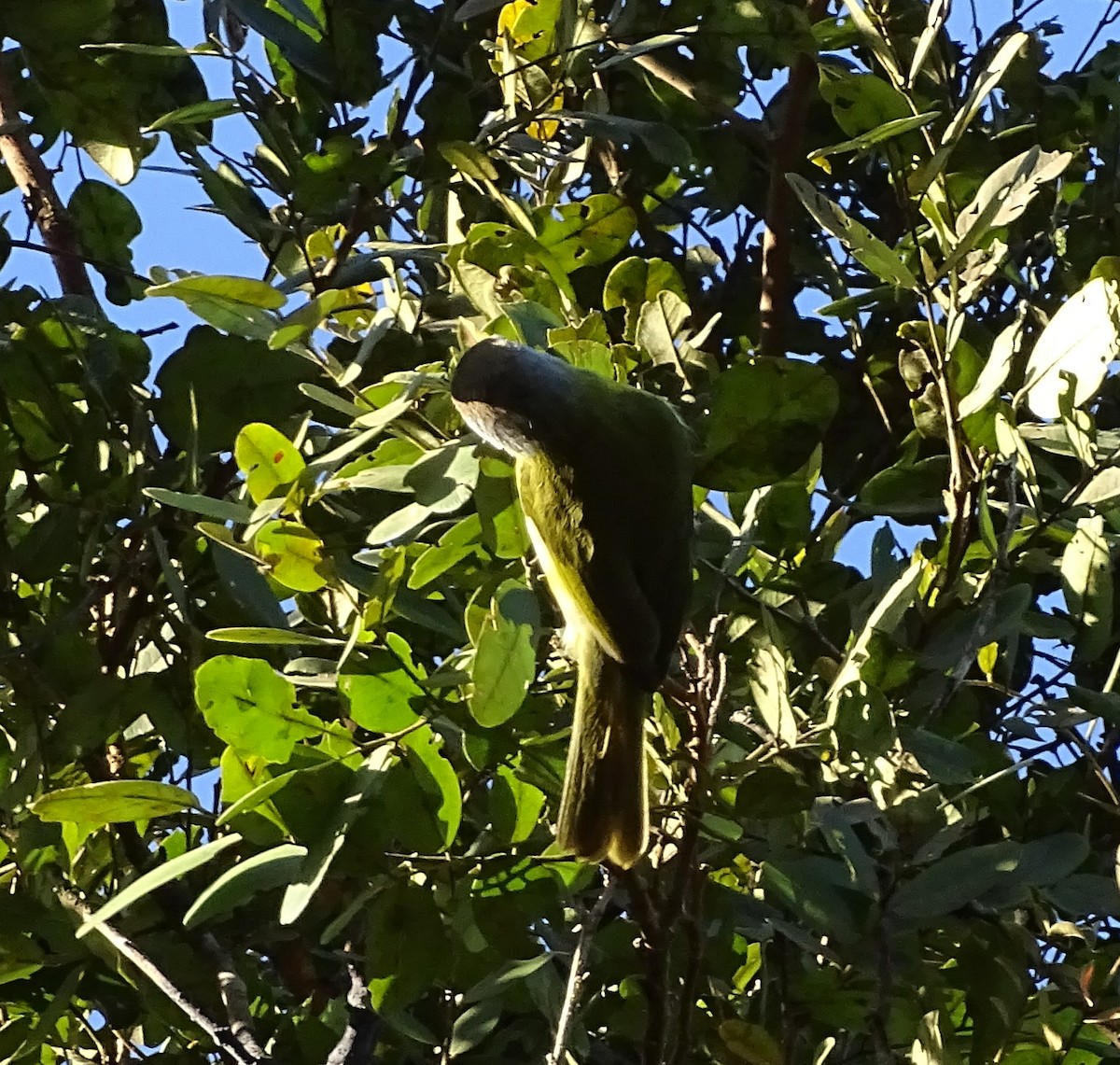 Rufous-browed Peppershrike - ML620745179