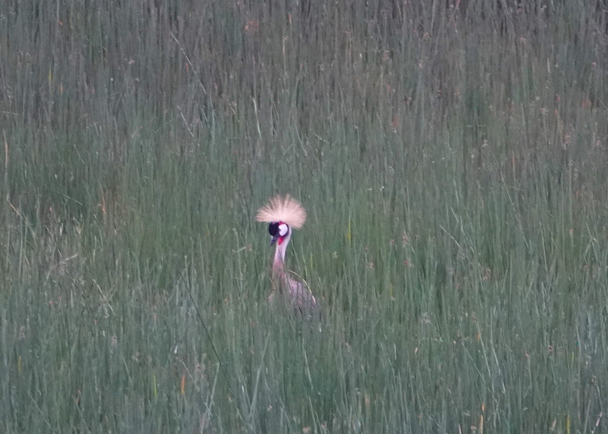 Gray Crowned-Crane - ML620745181