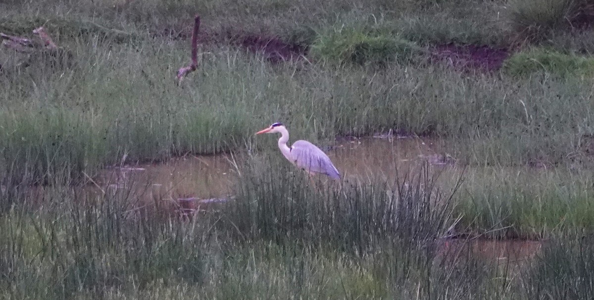 Gray Heron - ML620745183