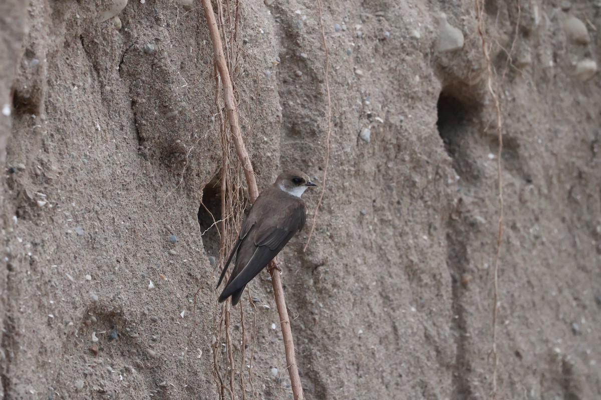 Bank Swallow - ML620745184