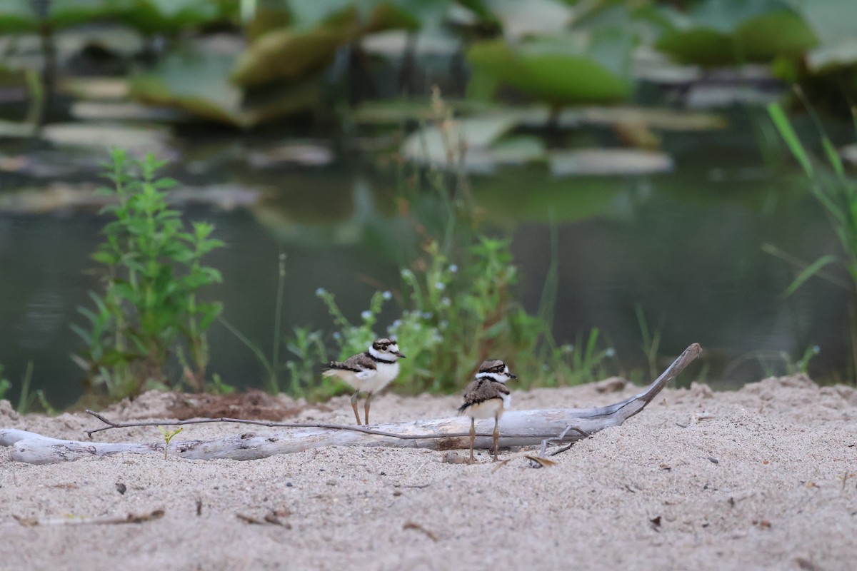 Killdeer - ML620745192