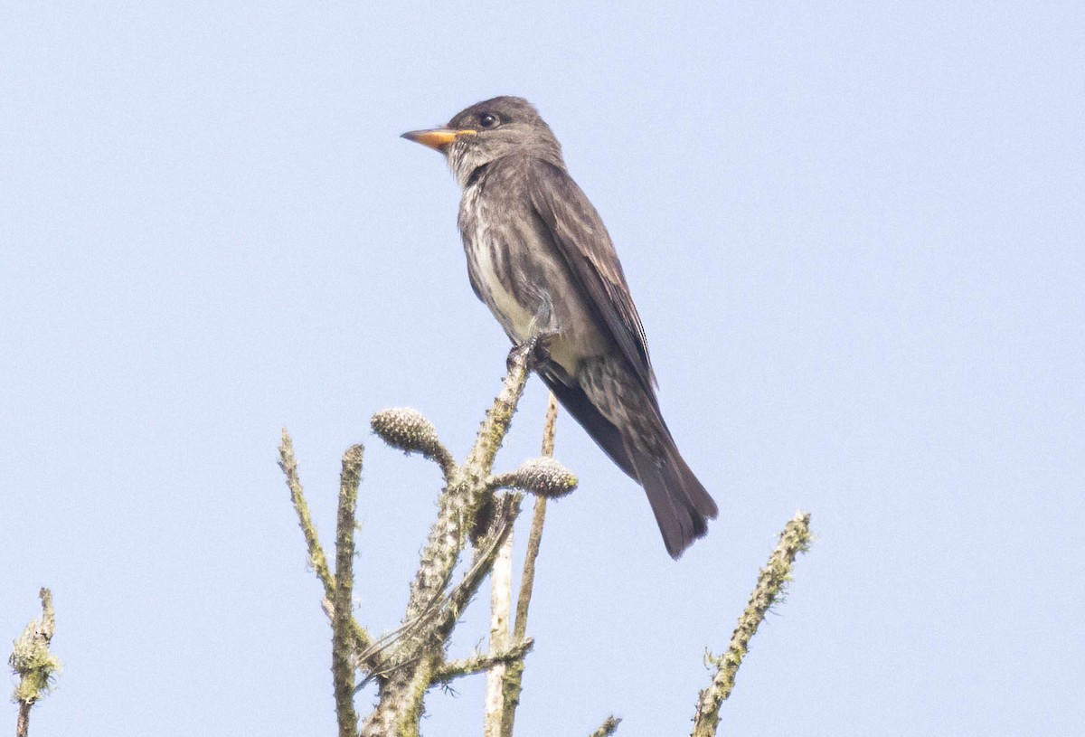 Olive-sided Flycatcher - ML620745194