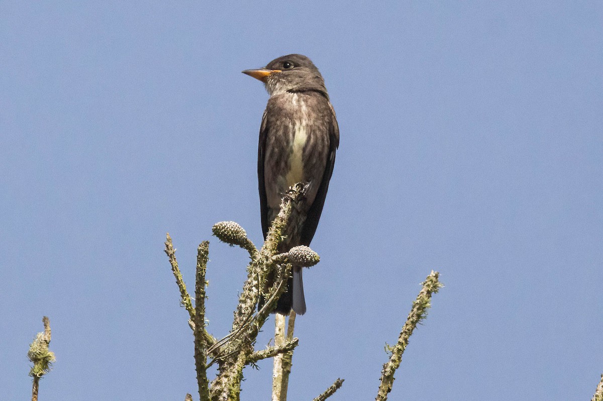 Olive-sided Flycatcher - ML620745195