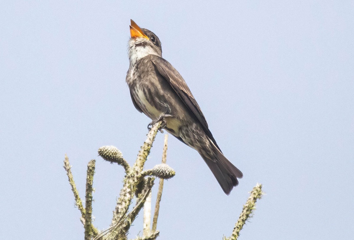 Olive-sided Flycatcher - ML620745196