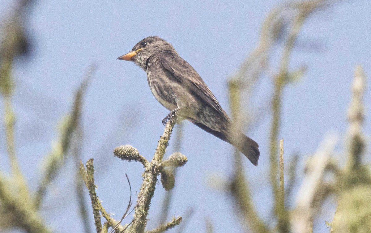 Olive-sided Flycatcher - ML620745197