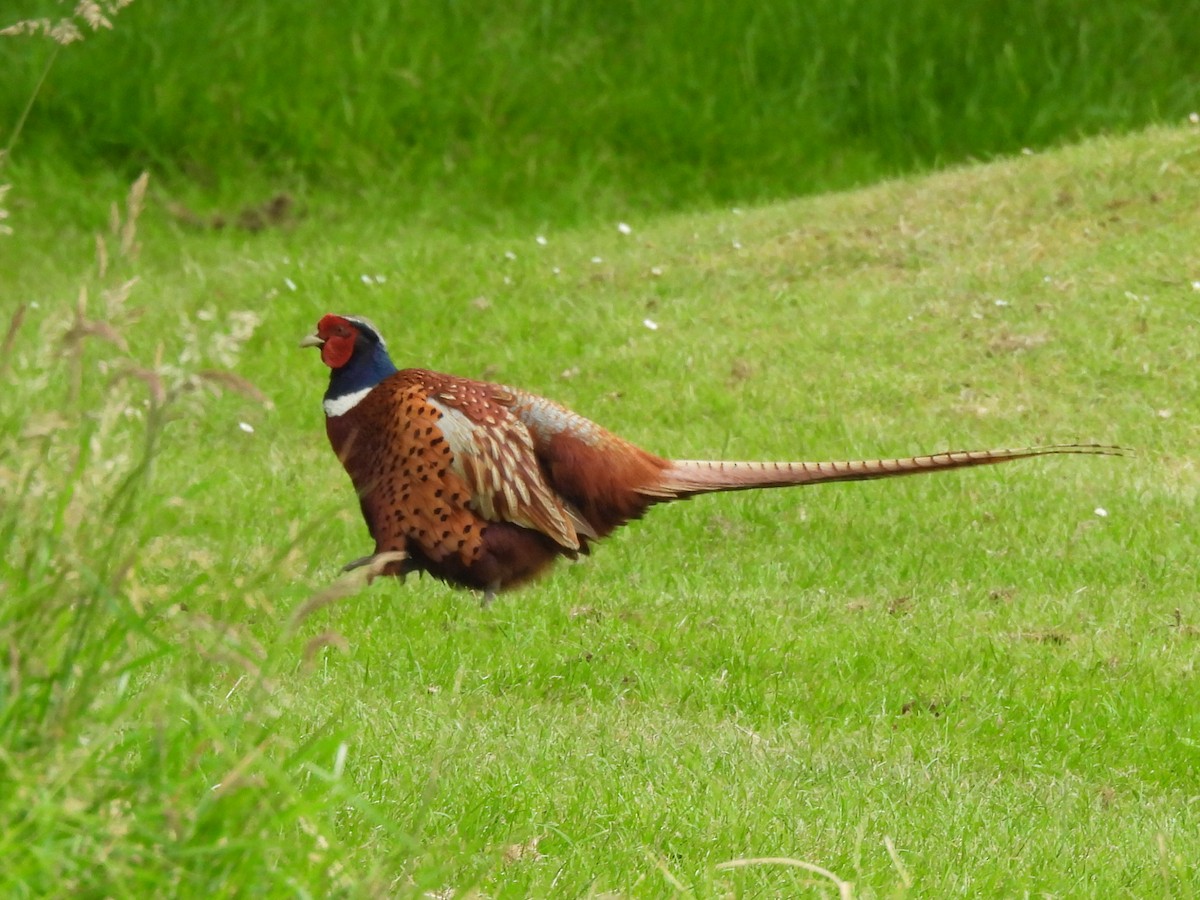 Ring-necked Pheasant - ML620745198