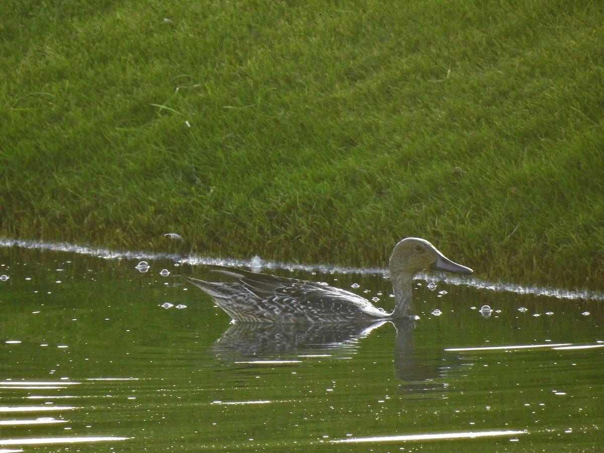 Northern Pintail - ML620745201