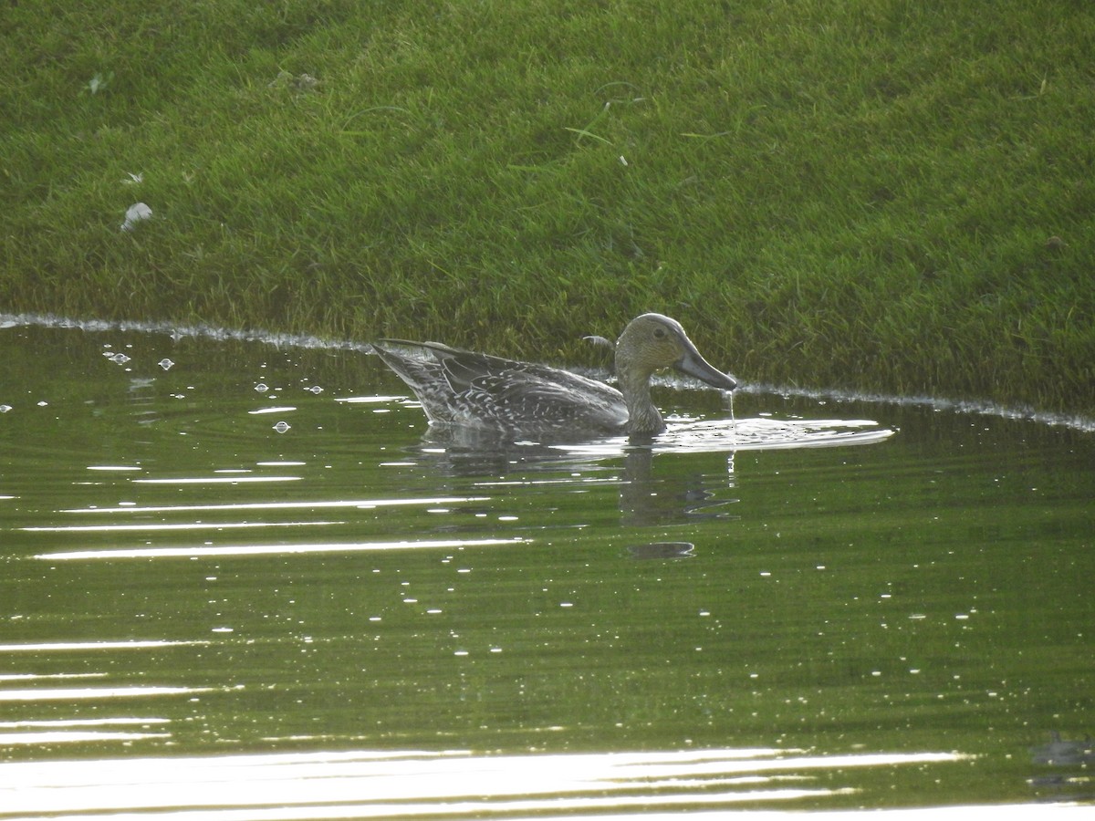 Northern Pintail - ML620745202