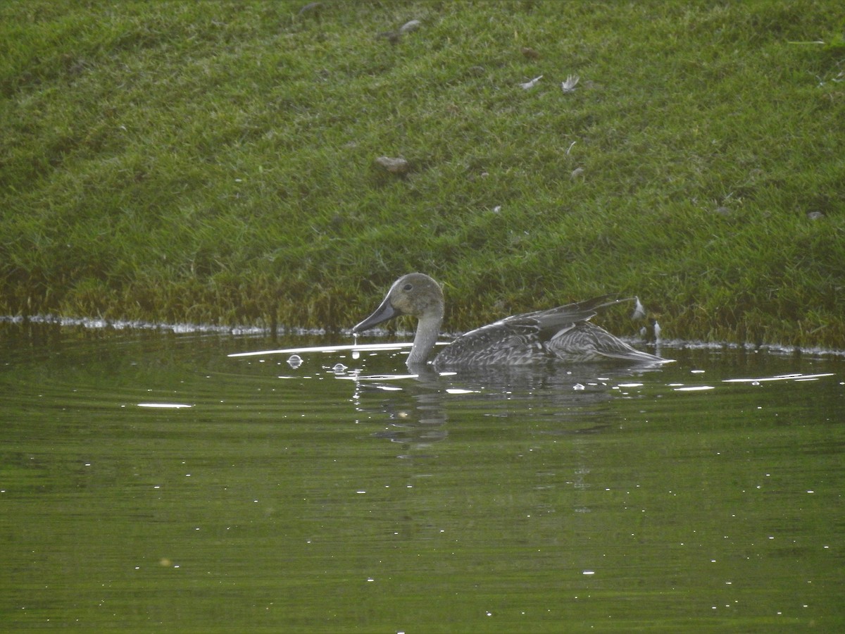 Northern Pintail - Eric Mozas Casamayor