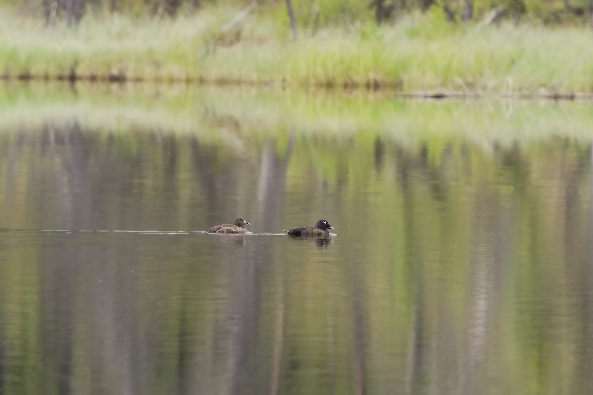 White-winged Scoter - ML620745205