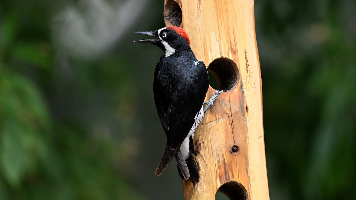 Acorn Woodpecker - ML620745206