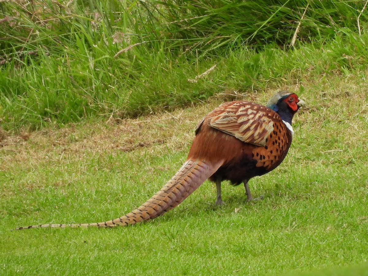 Ring-necked Pheasant - Gerald Moore