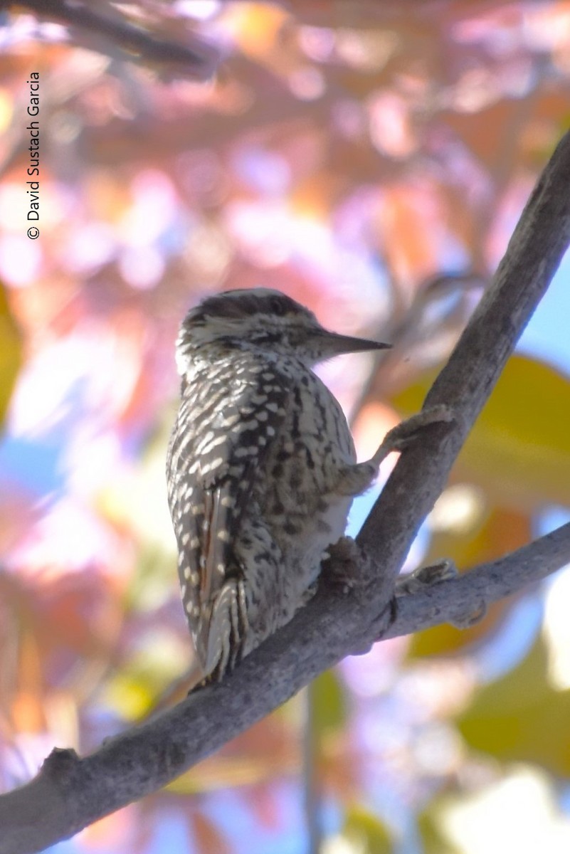 Striped Woodpecker - ML620745210