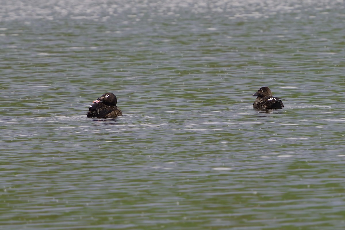 White-winged Scoter - ML620745212